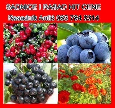 Vocne Sadnice
