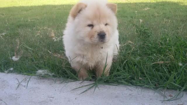 Cau-cau-Chow-chow-stenad