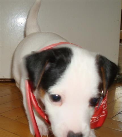 Jack-Russell-terrier-Dzek-Rasel