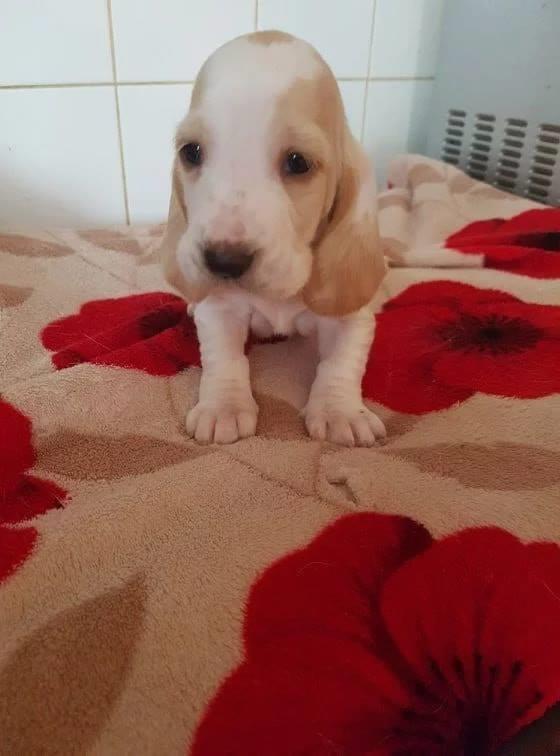 Basset-Hound-štenad
