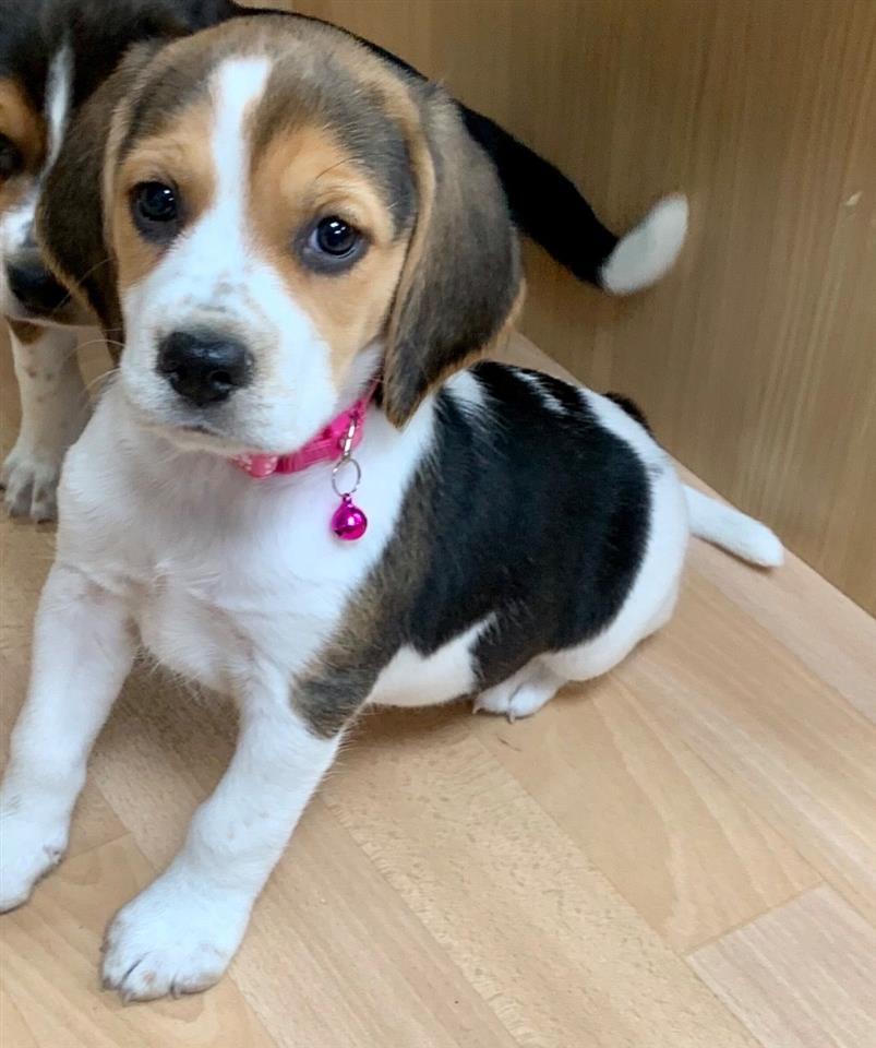 Štene-beagle