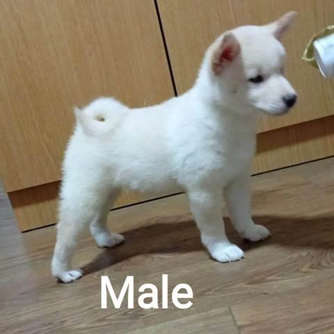 Šiba-inu-štenci