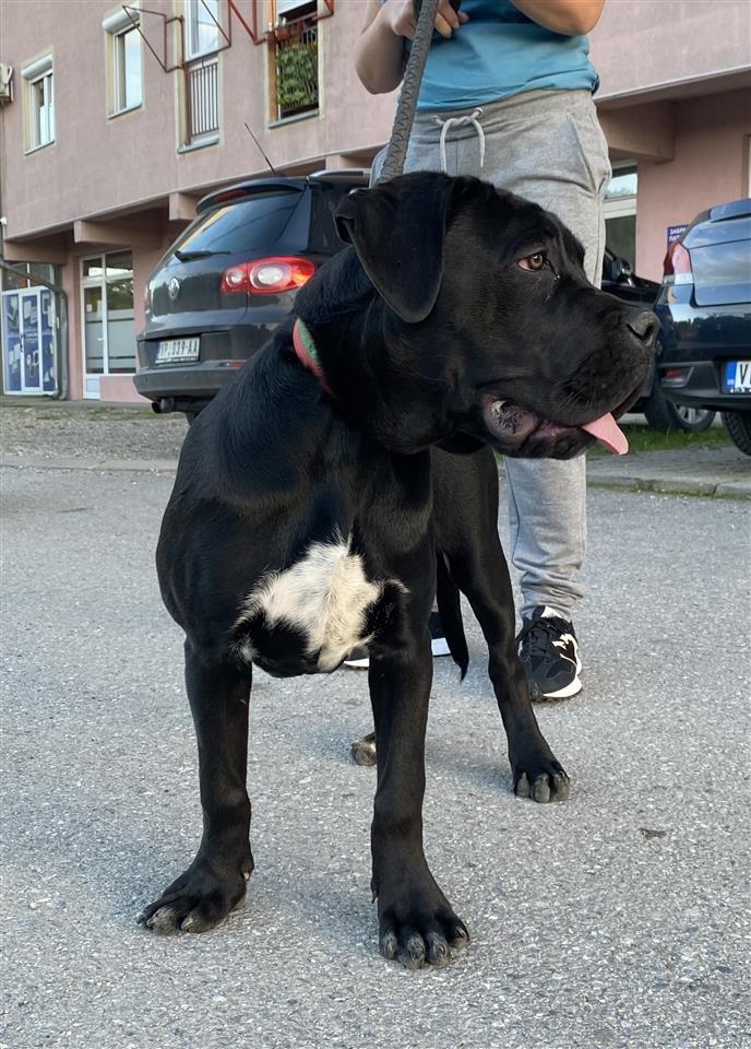 Cane-corso