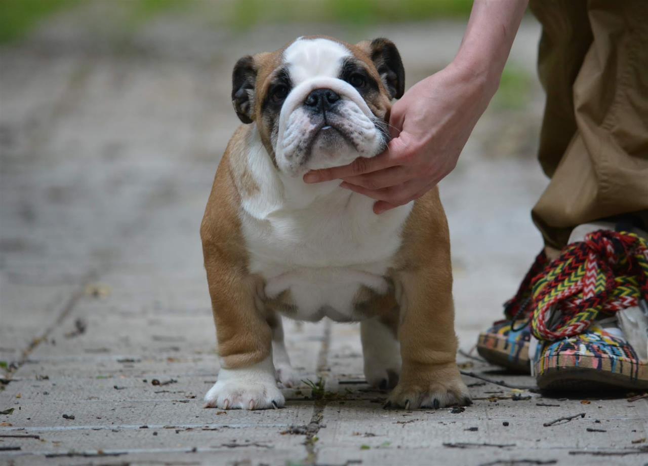 Engleski-buldog
