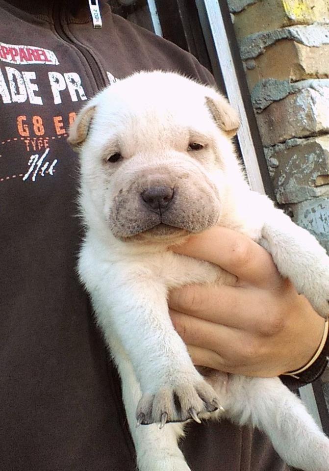 Shar-Pei