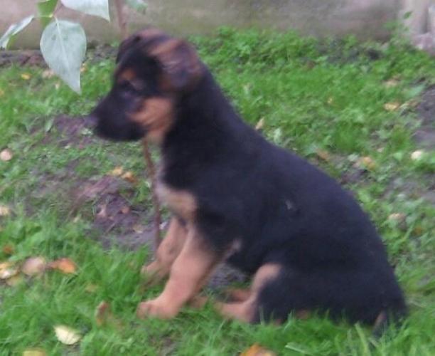 Štenad nemackog ovčara