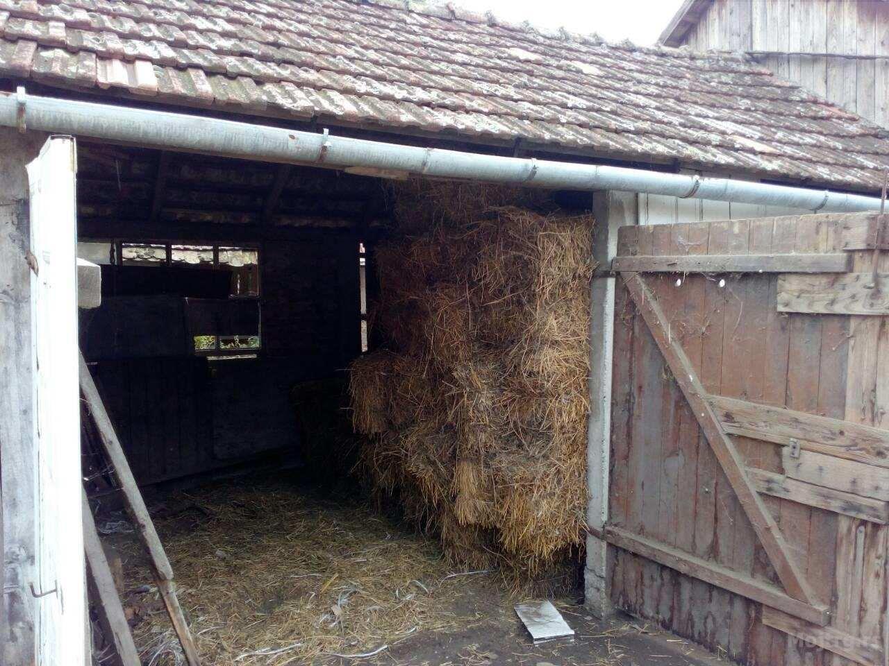 Balirana Detelina Kikinda