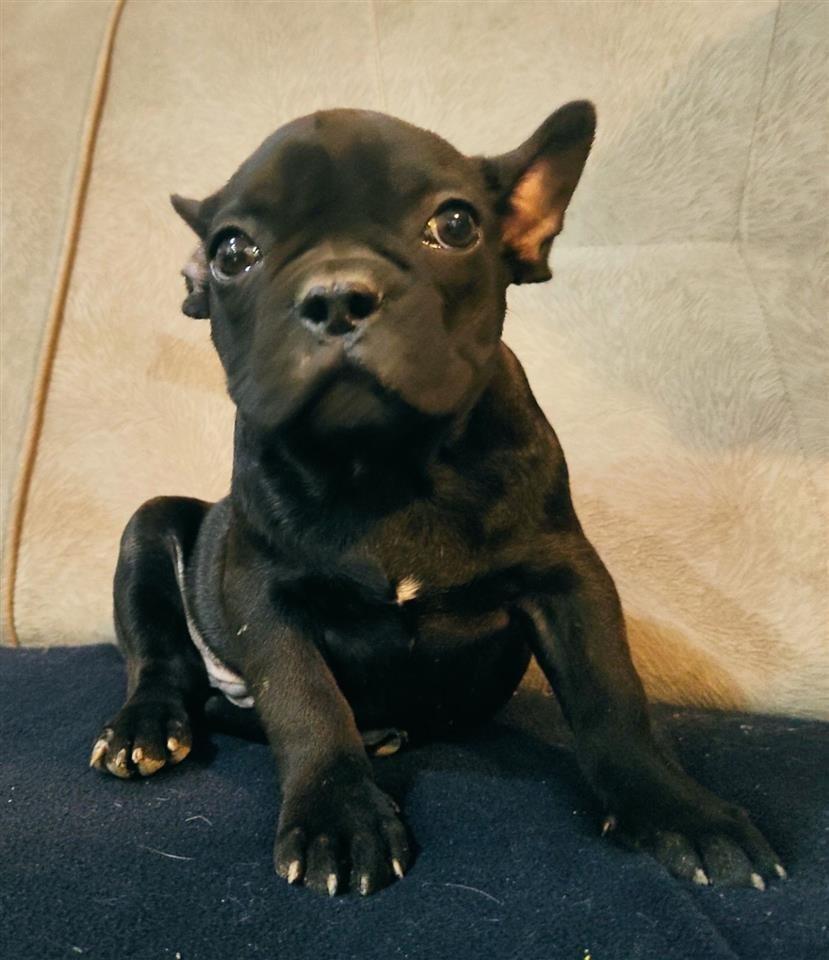 Francuski-Buldog
