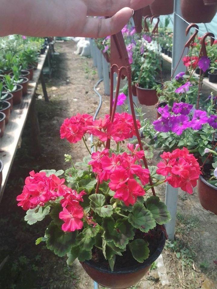 Rasadnik-cveća-DuDa-garden