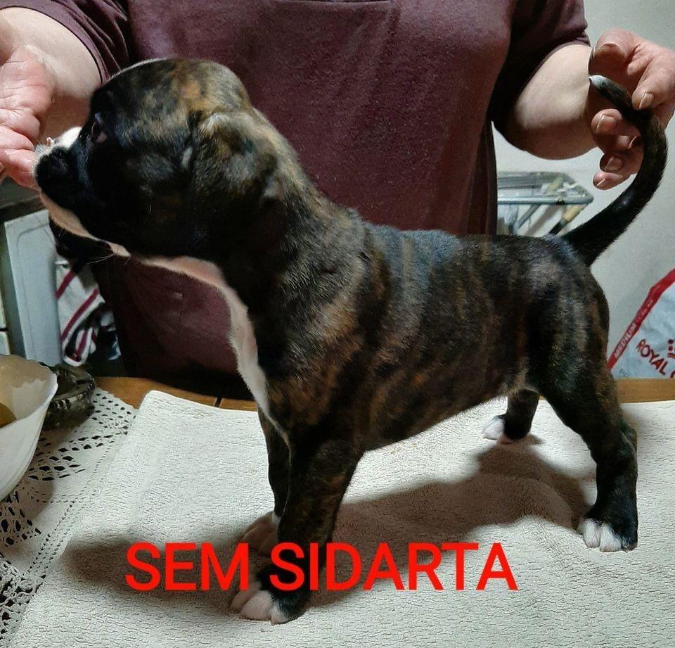 BOXERI-STENCI
