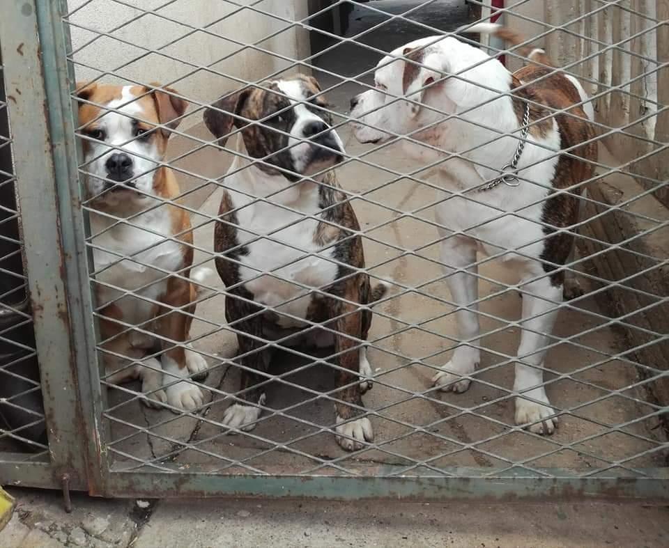 Američki-buldog-štenci