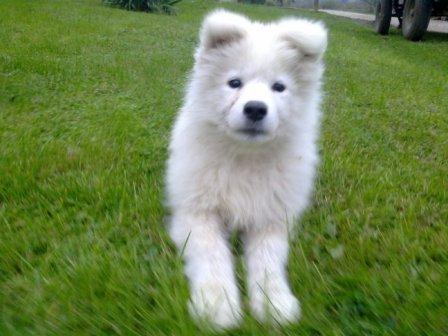 Samojed-zenkica