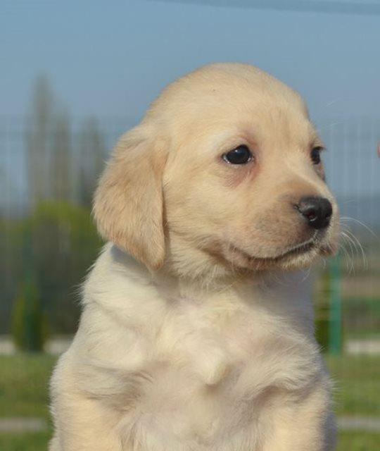 Labrador-retriver-