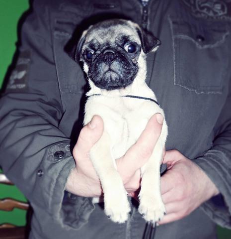 Mops stenad - izuzetnih krvnih linija