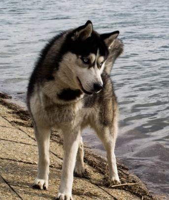 sibirski haski 