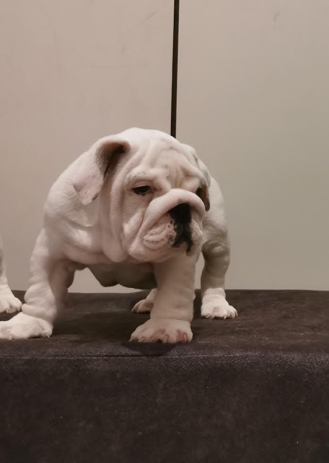 Engleski-buldog