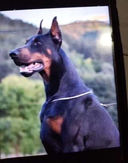 Doberman--stenci-