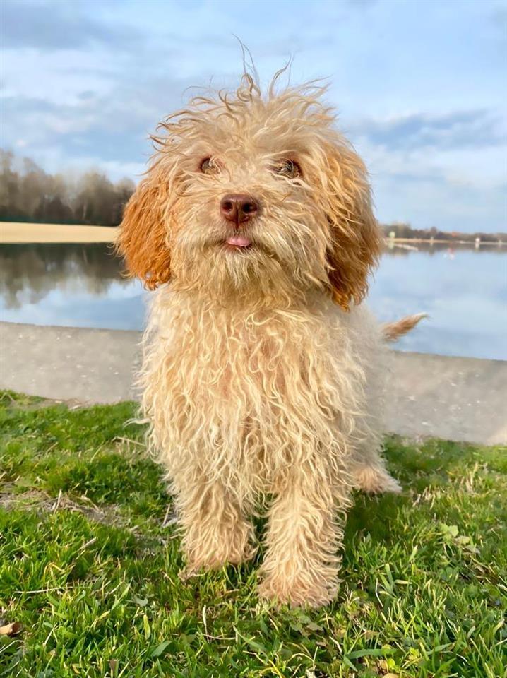 Labradoodle--labradudl-