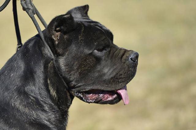 Cane-Corso