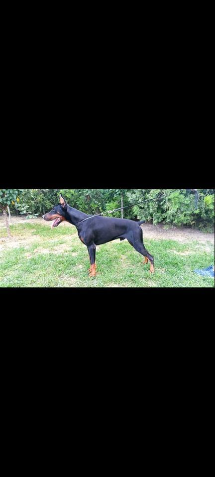Doberman-štenci