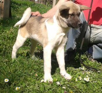 Americka-Akita-tromesecna-stenad