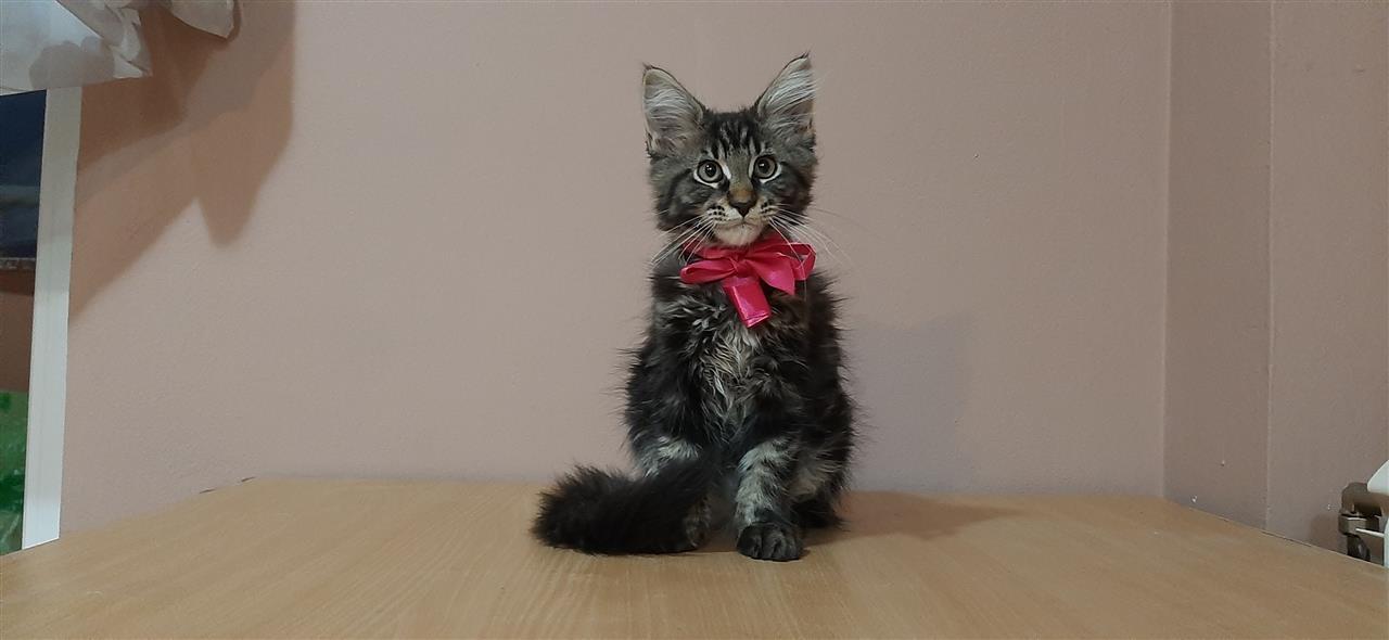 Maine-Coon