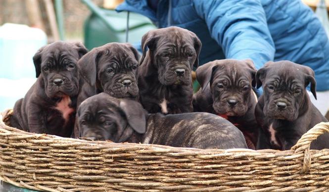 Cane Corso Kane Korso štenci