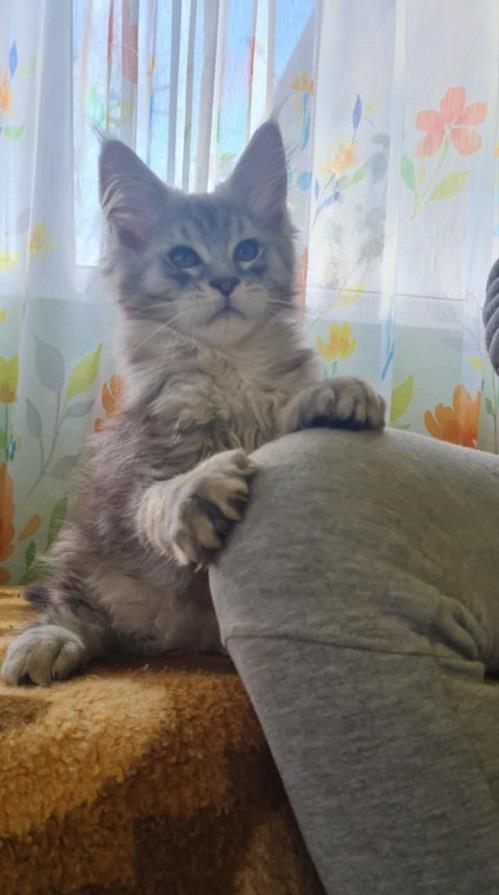 Maine-Coon-mačići