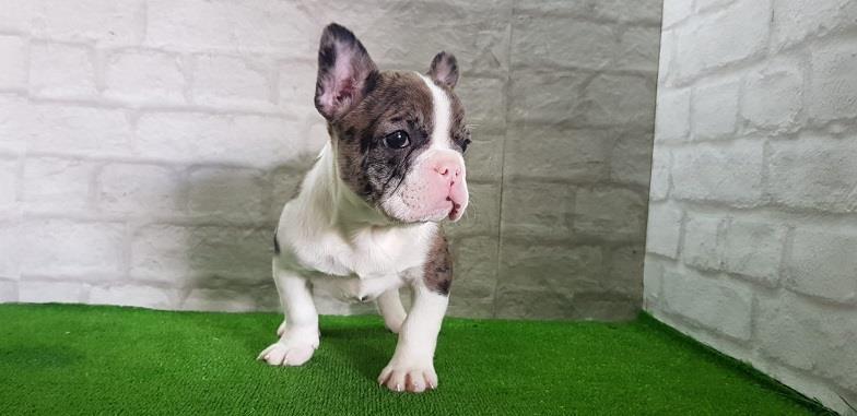 Francuski-buldog--merle-ženka