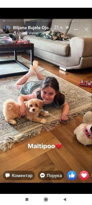 Maltipoo-stenci-