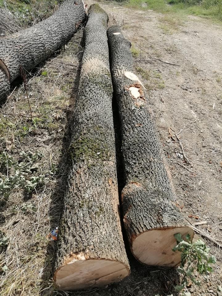 Trupci