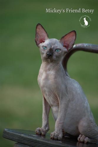 Sphynx mace 