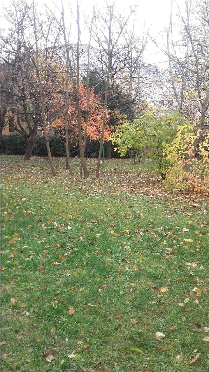 SENJAK-BRZAKOVA
