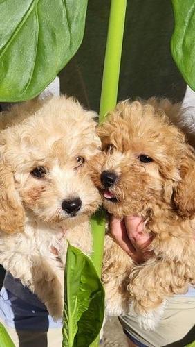Maltipoo stenci 