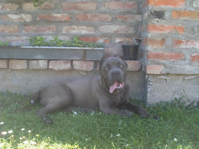 Cane-Corso-muzijak