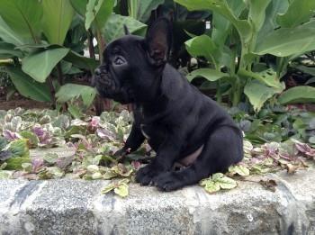 Francuski-buldog-štenci