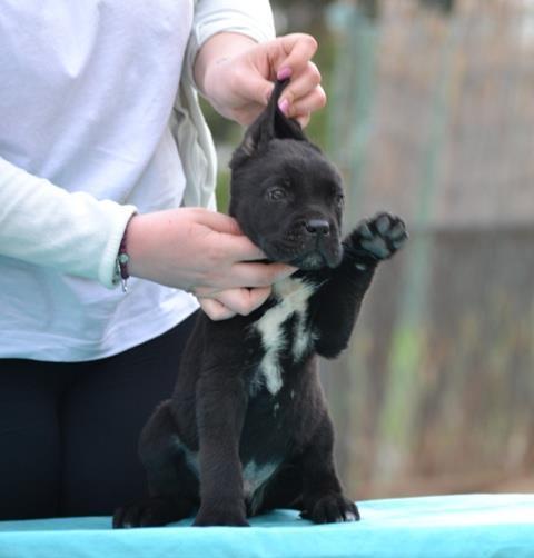 Cane-Corso--štenci