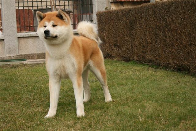 Akita-inu-stenci