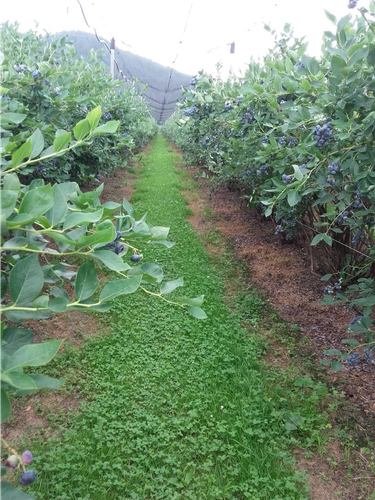 Berba borovnice i maline