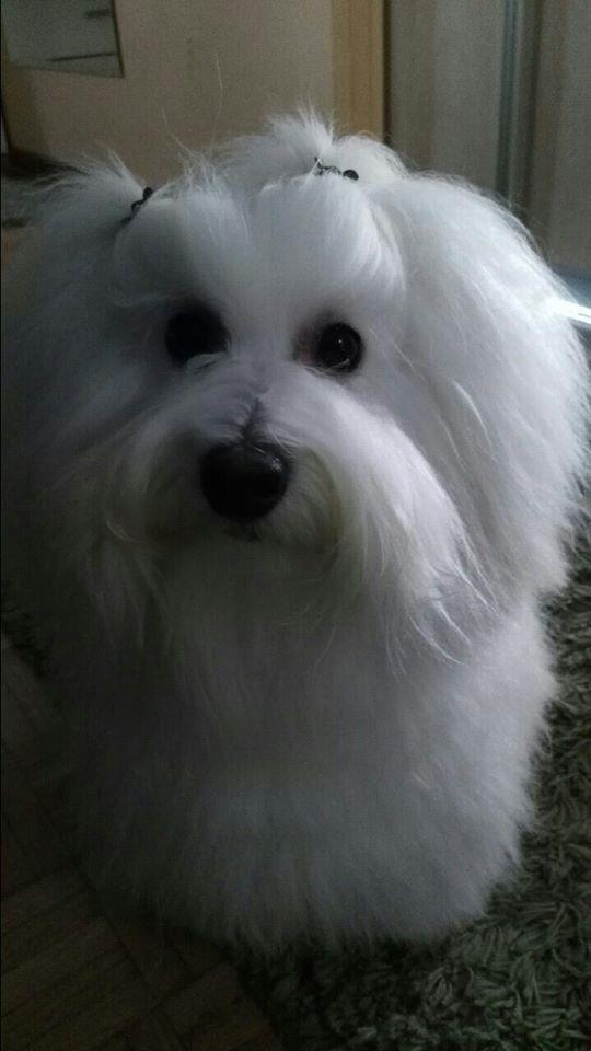 Coton-de-Tulear