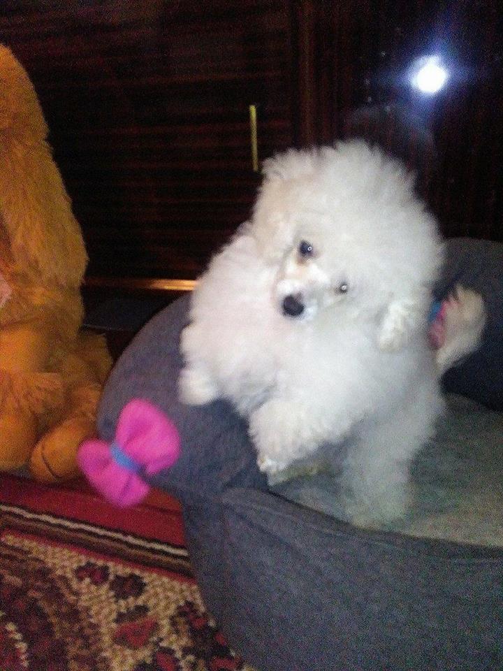 Toy-Pudla