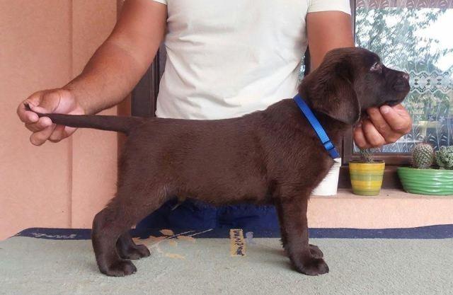 Labrador-Retriver-stenci