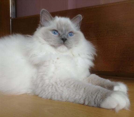 Ragdoll mačići