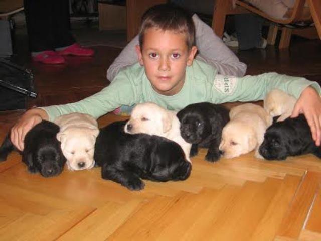Labrador-Retriver-stenci
