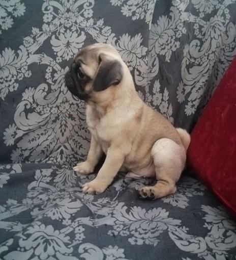 Mops-preslatki-štenci