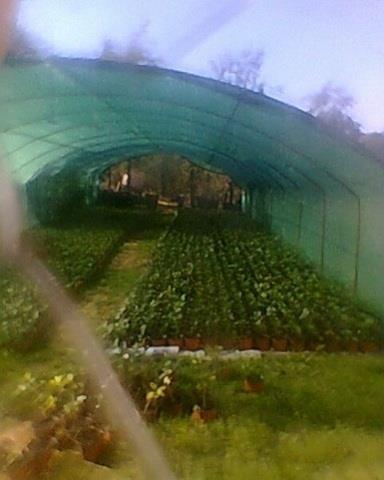 Plod--proizvodi--i-sadnice-ARONIJE