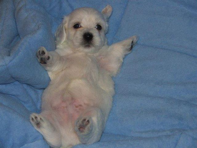 Coton-de-Tulear--Stenci