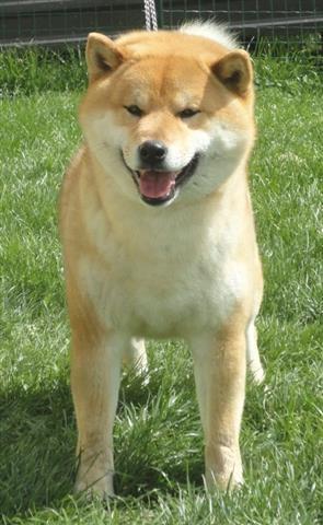 Shiba inu stenci 