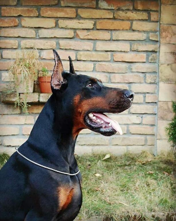 Dobermann-štenad