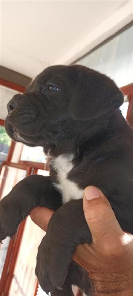 Cane-Corso